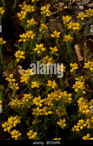 Spanische Greenweed Genista Hispanica auf Causse Cevennen Frankreich Stockfoto