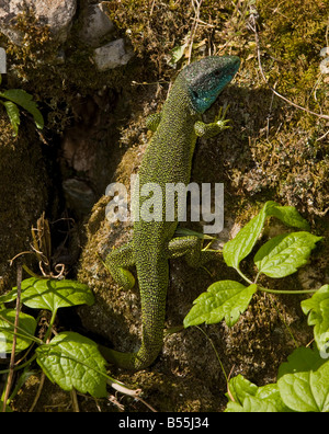 Western Green Lizard männlichen Lacerta Bilineata Lacerta Viridis Var Bilineata in der Sonne an Wand Frankreich Stockfoto