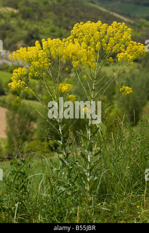 Färberwaid Isatis Tinctoria in der Blume am Straßenrand Quelle des Farbstoffes Frankreich Stockfoto