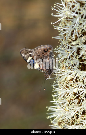 Australische gelbe Admiral Schmetterling auf Grasstree Blume Stockfoto