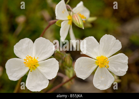 White Rock rose (Helianthemum Apenninum) close-up, auf Kalkstein, UK Stockfoto
