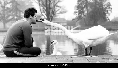 Ein paar der Schwäne namens George und Mildred übernommen haben das Freibad in Aldershot, Hampshire. Rodney ist hier zu sehen Stockfoto