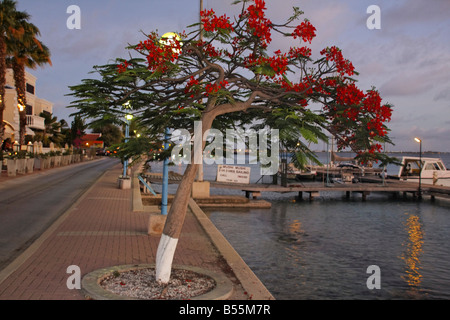 Antillen Bonaire Kralendijk Promenade Flamme Baum Stockfoto