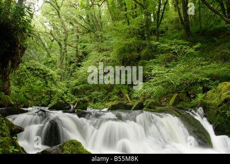 Fluss Fowey in Traubeneichen Quercus Petraea Eichenwälder bei Golitha Falls national Nature reserve Cornwall UK Stockfoto