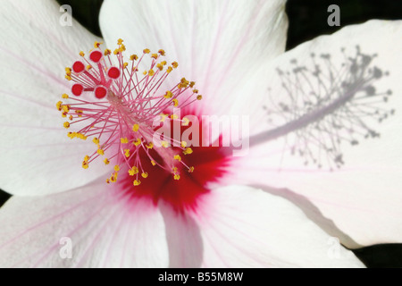 USA. Hibiskus oder Rosemallow, ist eine große Gattung von etwa 200 bis 220 Arten von Blütenpflanzen in der Familie Malvaceae. Stockfoto