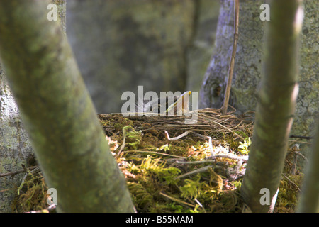 Amerikanischer Robin Turdus Migratorius junge Küken im Nest mit Kopf auf & peering über Seite bei Buttertubs Marsh Nanaimo im Juli Stockfoto