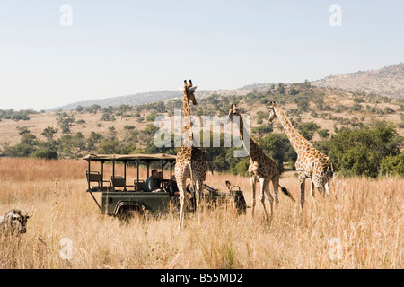 Safari-Fahrzeug mit Touristen, Blick auf Giraffen Stockfoto