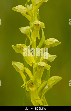 Frog Orchid Coeloglossum Viride manchmal eingestuft als Dactylorhiza Viridis in feuchten Wiesen Frankreich Stockfoto