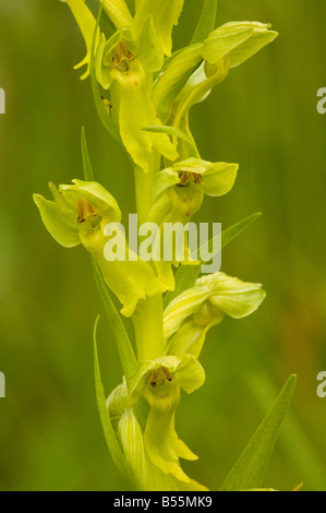 Frog Orchid Coeloglossum Viride manchmal eingestuft als Dactylorhiza Viridis in feuchten Wiesen Frankreich Stockfoto