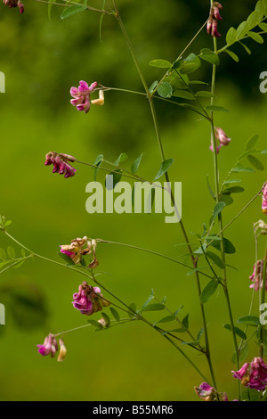 Black Pea Lathyrus Niger ehemals heimisch in Großbritannien jetzt ausgestorben Dordogne Frankreich Stockfoto