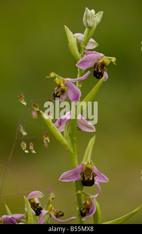 Biene Orchidee Ophrys Apifera mit Beben Grass Briza Media in Blüte zeigt selbst Bestäubung Frankreich Stockfoto