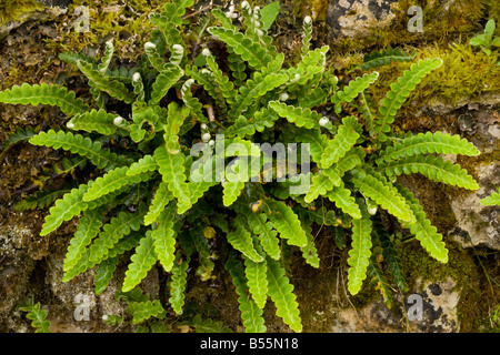 Rostige zurück Farne Ceterach Officinarum auf alten Stein Wand-Frankreich Stockfoto