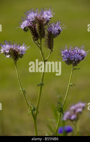 Lacy Phacelia (Phacelia Tanacetifolia) close-up, Frankreich. heimisch in den USA aber angebauten als Biene Ernte und in Gärten. Stockfoto