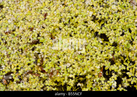 Zumindest Wasserlinsen (Lemna Minuta) Dordogne, Frankreich, Europa Stockfoto