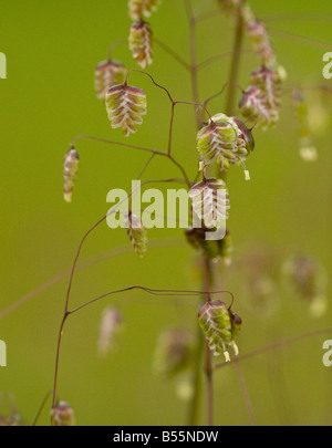 Bebende Grass Briza Media in Blüte in Kalkstein Grünland Frankreich Stockfoto