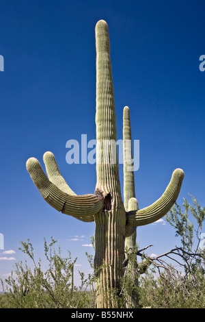 Saguaro National Park, Arizona USA Stockfoto