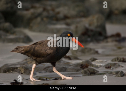 Schwarze Austernfischer zu Fuß Stockfoto