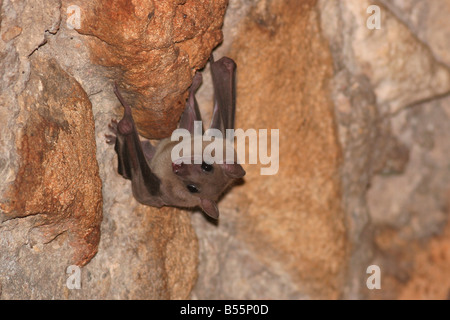 Flughunde Pteropodidae Israel Stockfoto