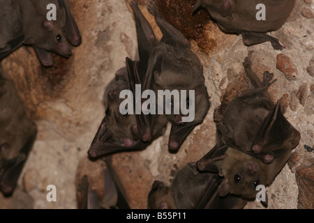 Flughunde Pteropodidae Israel Stockfoto