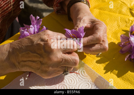 Safran Staubblätter werden von hand gepflückt, von Crocus Sativus Blumen - Sud-Touraine, Frankreich. Stockfoto