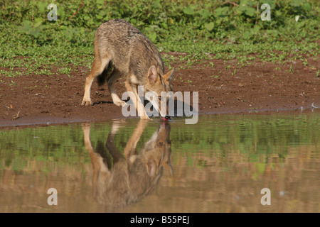 Goldene Schakal Canis Aureus, auch genannt die asiatische Oriental oder gemeinsame Schakal Israel Stockfoto