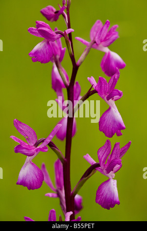 Lose blühenden Orchidee (Orchis Laxiflora) im nassen Wiese, Nahaufnahme, Dordogne, Frankreich Stockfoto