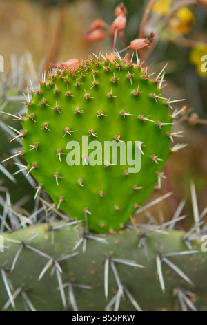 Feigenkakteen, Nördlichen Ecuador Stockfoto