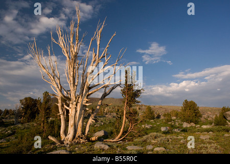 Weißstämmige Kiefer Pinus Albicaulis alten Baum teilweise tot in der Nähe von Winnemucca Lake in der Sierra Nevada Carson Pass California Stockfoto