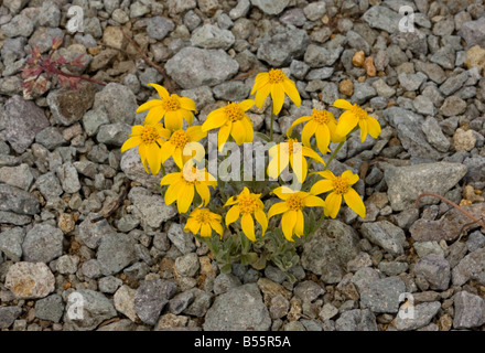 Gemeinsamen Wooly Sonnenblumen- oder Oregon Sonnenschein Eriophyllum Lanatum Winnemucca See in der Sierra Nevada Carson Pass California Stockfoto