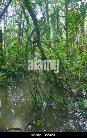 Mangroven im Similajau Nationalpark nr Bintulu Sarawak Malaysia Stockfoto