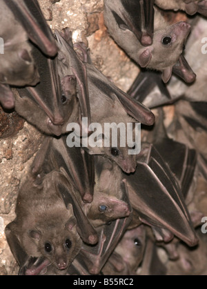 Flughunde Pteropodidae Israel Stockfoto