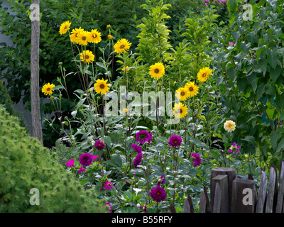 Sonnenblumen (helianthus) und Dahlien (Dahlia) Stockfoto