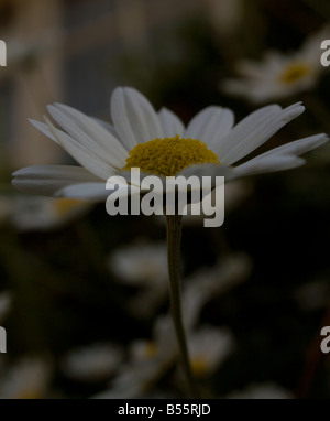 Argyranthemum Stockfoto