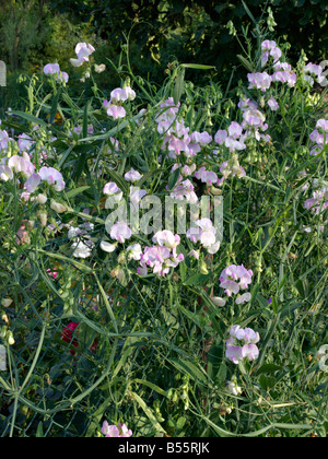 Sweet pea (Lathyrus Odoratus) Stockfoto