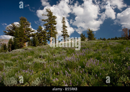 Westliche weiße Kiefer Pinus Monticola Sierra-Nevada-Kalifornien Stockfoto