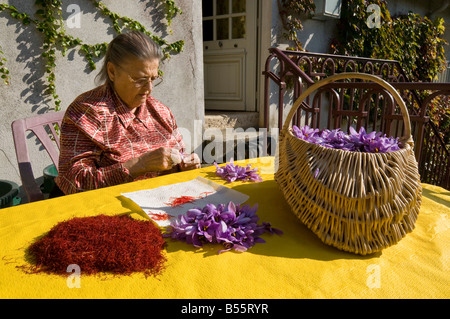 Safran Staubblätter werden von hand gepflückt, von Crocus Sativus Blumen - Sud-Touraine, Frankreich. Stockfoto