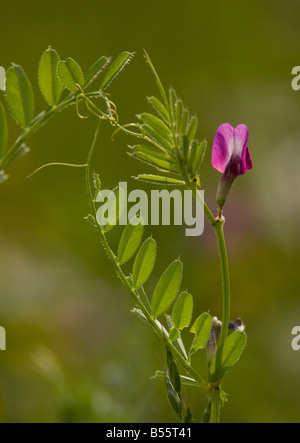 Gemeinsamen Wicke Vicia Sativa Ssp Segetalis auf Wiese Frankreich Stockfoto