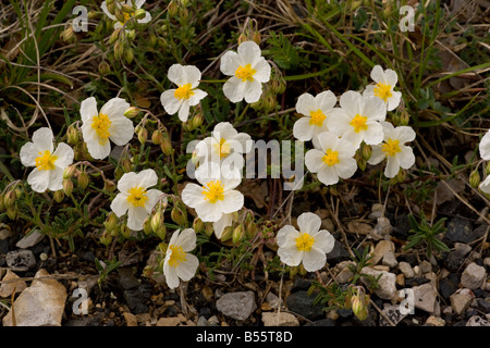 White Rock rose Helianthemum Apenninum sehr selten auf Kalkstein in UK Stockfoto