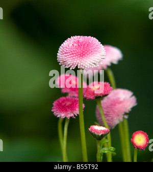 Bellis Perennis Tasso, Serie, Daisy Stockfoto