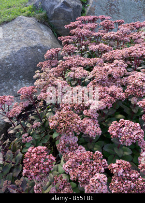 Orpine (Sedum telephium Syn. hylotelephium telephium) Stockfoto