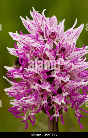 Affe Orchidee Orchis Simia sehr selten in UK Stockfoto