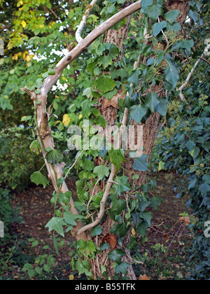 Efeu Klettern auf einen Baum. Stockfoto