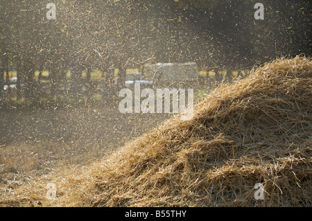 Weizen Dreschen Produktion während der Dampfmaschine zeigen bei Westwold, "British Columbia", Canada Stockfoto