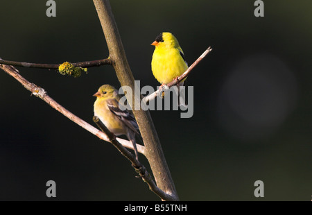 Amerikanische Stieglitz Zuchtjahr Tristis männlichen & weibliche thront in einem Baum in der Nähe von Nanaimo Flughafen Vancouver Island BC im Mai Stockfoto