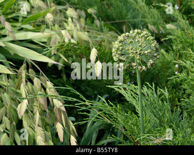 Zierpflanzen Zwiebel (Allium schubertii), Bambus, Gras (Chasmanthium latifolium Syn. uniola Latifolia) und Wacholder (Juniperus) Stockfoto