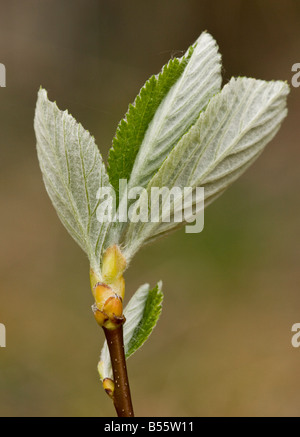 Mehlbeere (Sorbus Aria) verlässt unfurling im Frühjahr, Nahaufnahme Stockfoto