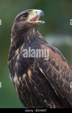 Harris s Hawk - Parabuteo unicinctus Stockfoto