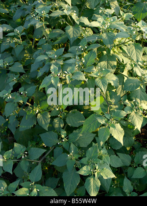 Schwarzer Nachtschatten (Solanum nigrum) Stockfoto