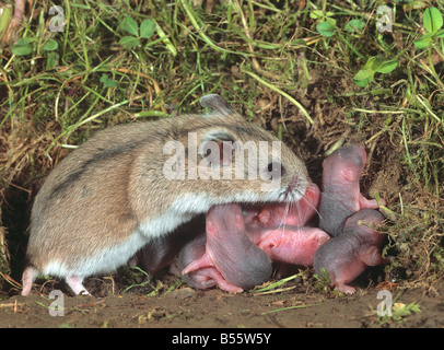 Chinesische gestreiften Hamster mit jungen / Cricetulus Barabensis Stockfoto