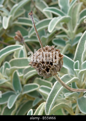 Jerusalem Salbei (Phlomis fruticosa) Stockfoto